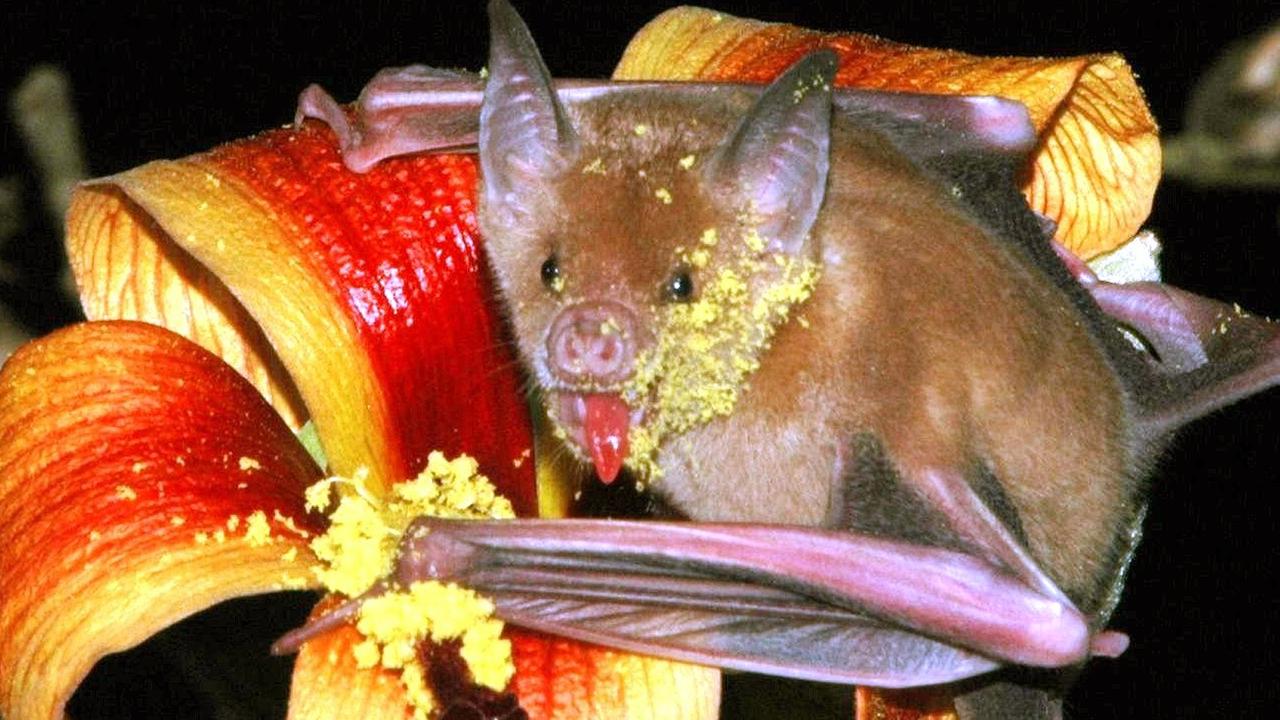 bluetenfledermaus auf hibiskusbluete