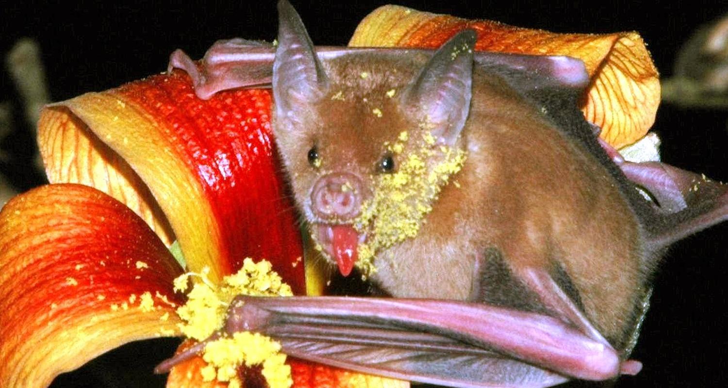 bluetenfledermaus auf hibiskusbluete