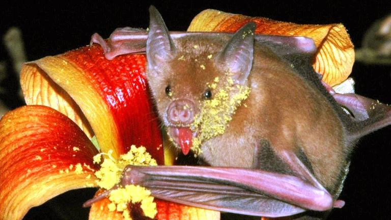 bluetenfledermaus auf hibiskusbluete
