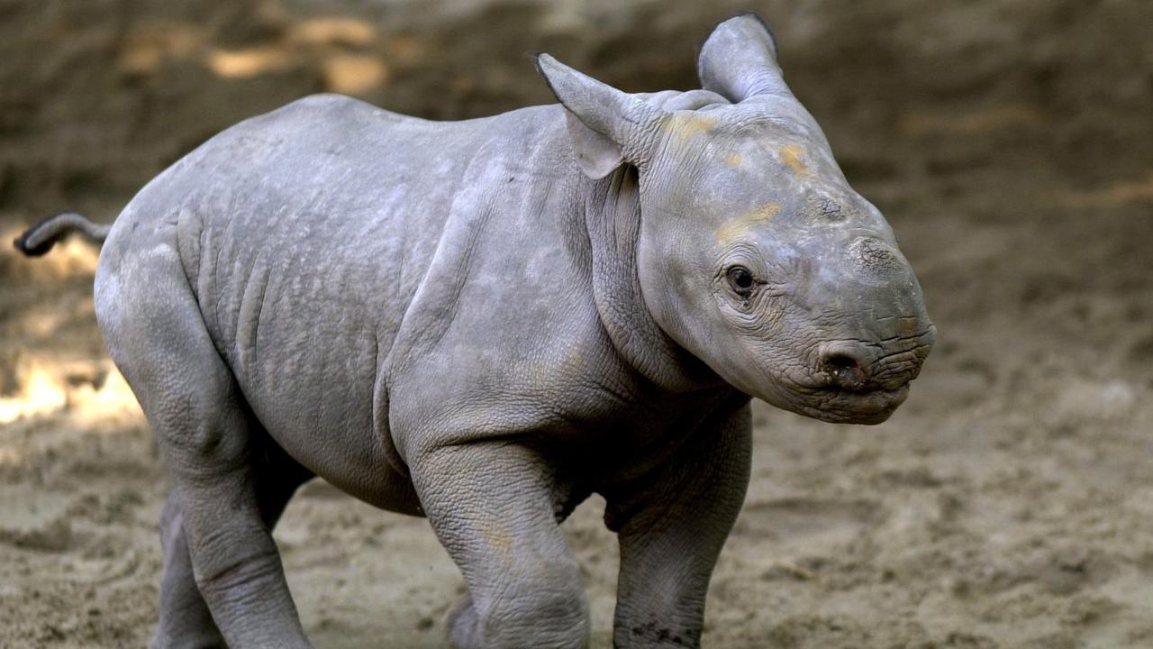 Spitzmaulnashornbaby im Galopp am 27.08.2002 im Magdeburger Zoo
