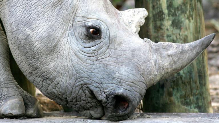 Schwarzes Nashorn