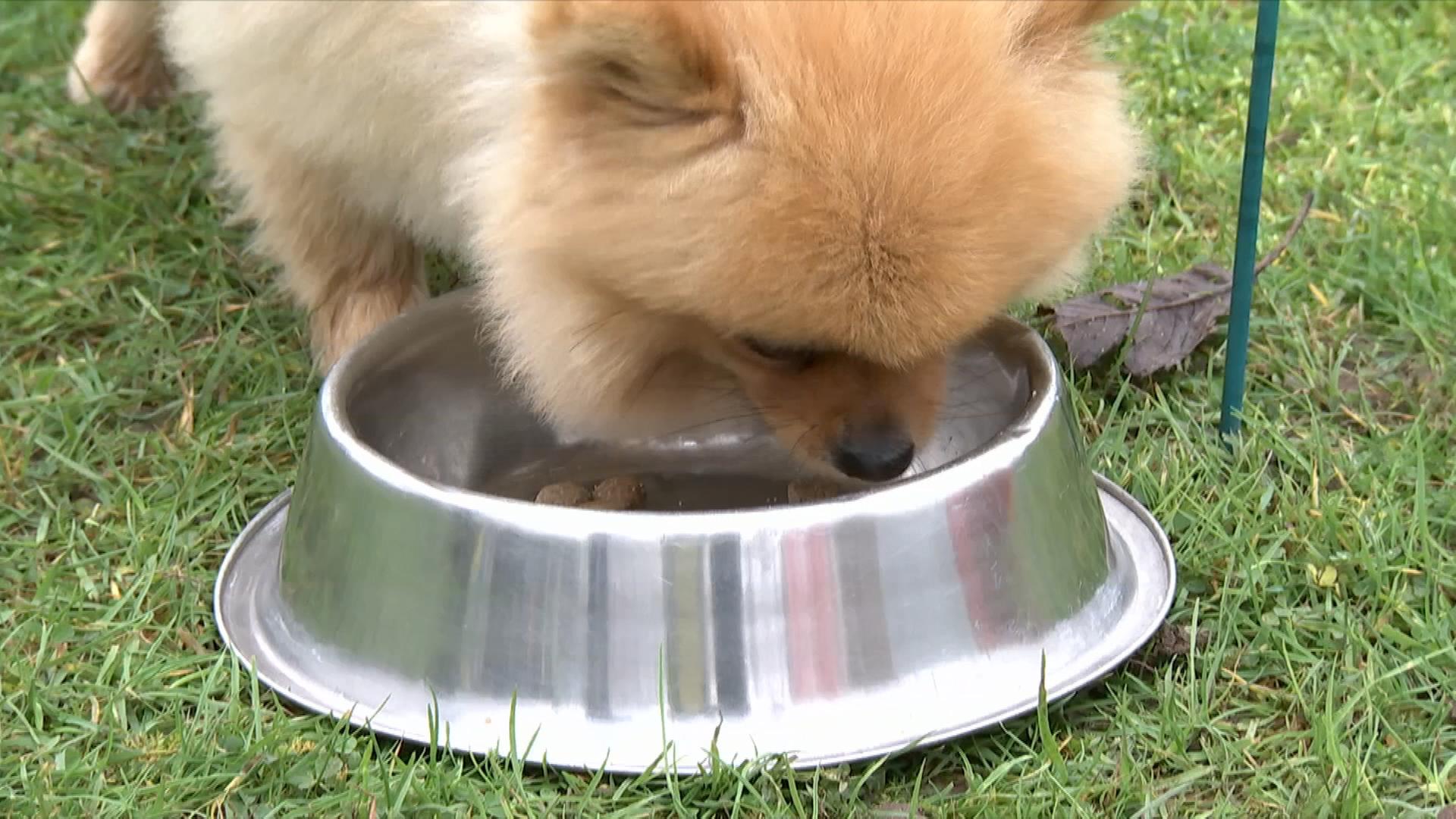 Service: fleischloses Hundefutter