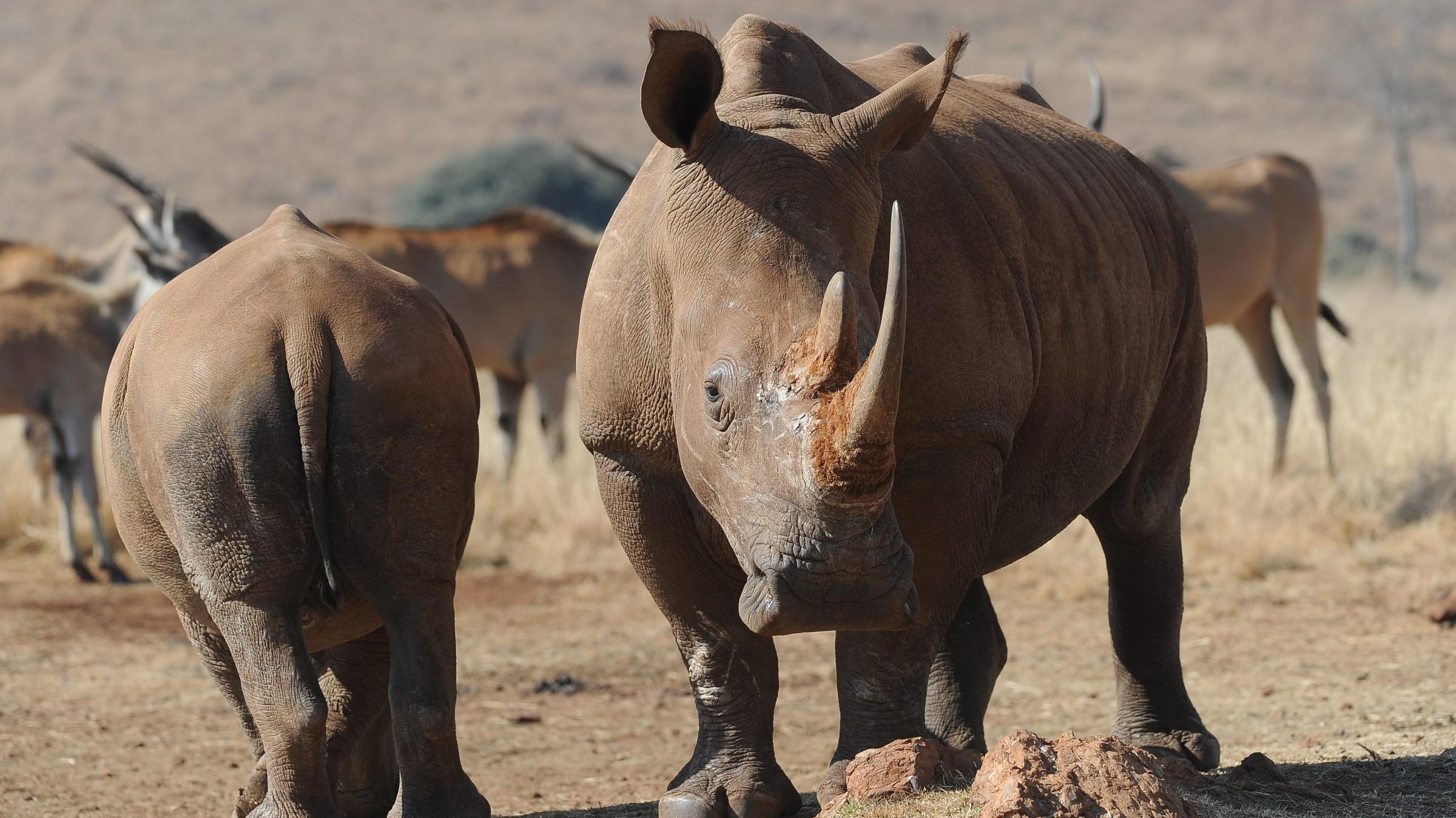 Nashörner in Südafrika