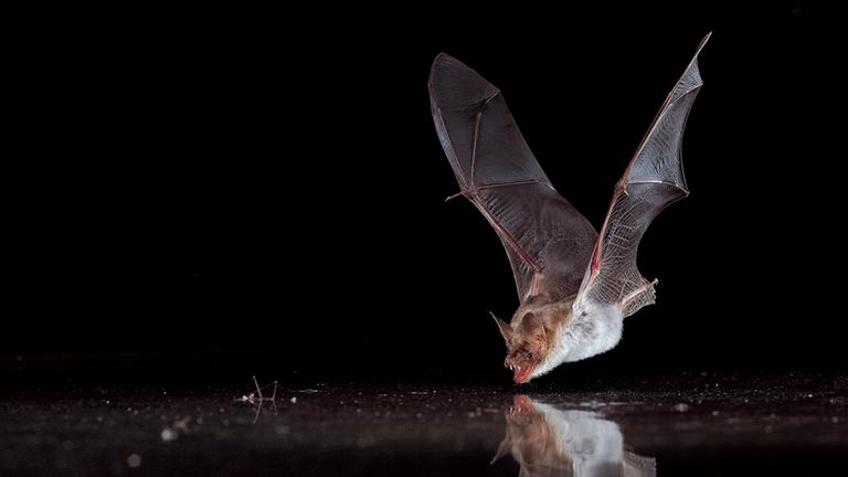 trinkende fledermaus