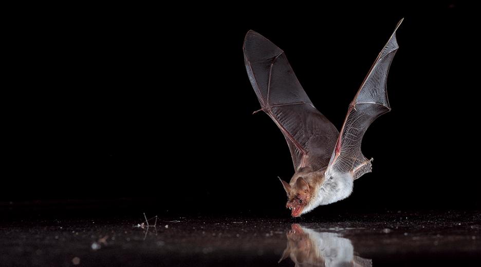 trinkende fledermaus