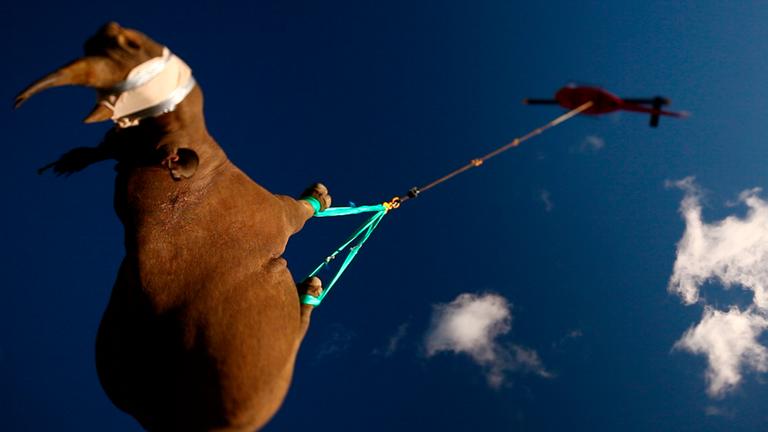 Schwarzes Nashorn wird von Hubschrauber transportiert 