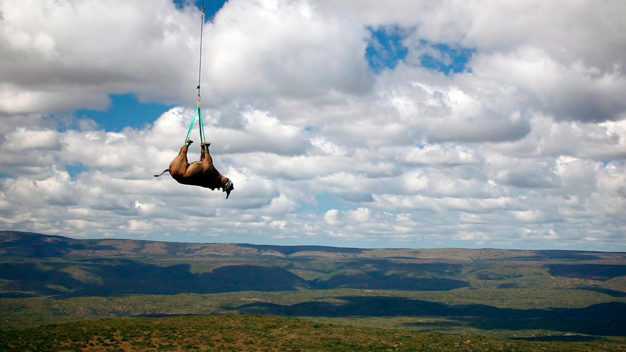Schwarzes Nashorn wird mit Hubschrauber transportiert
