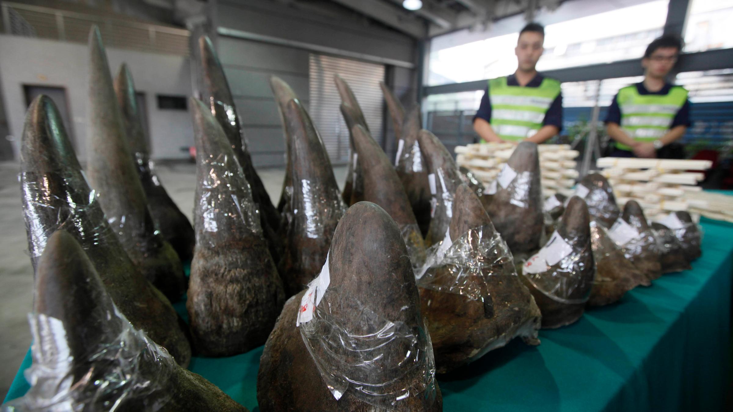 Am Flughafen Hongkong sichergestellte Nashorn-Hörner