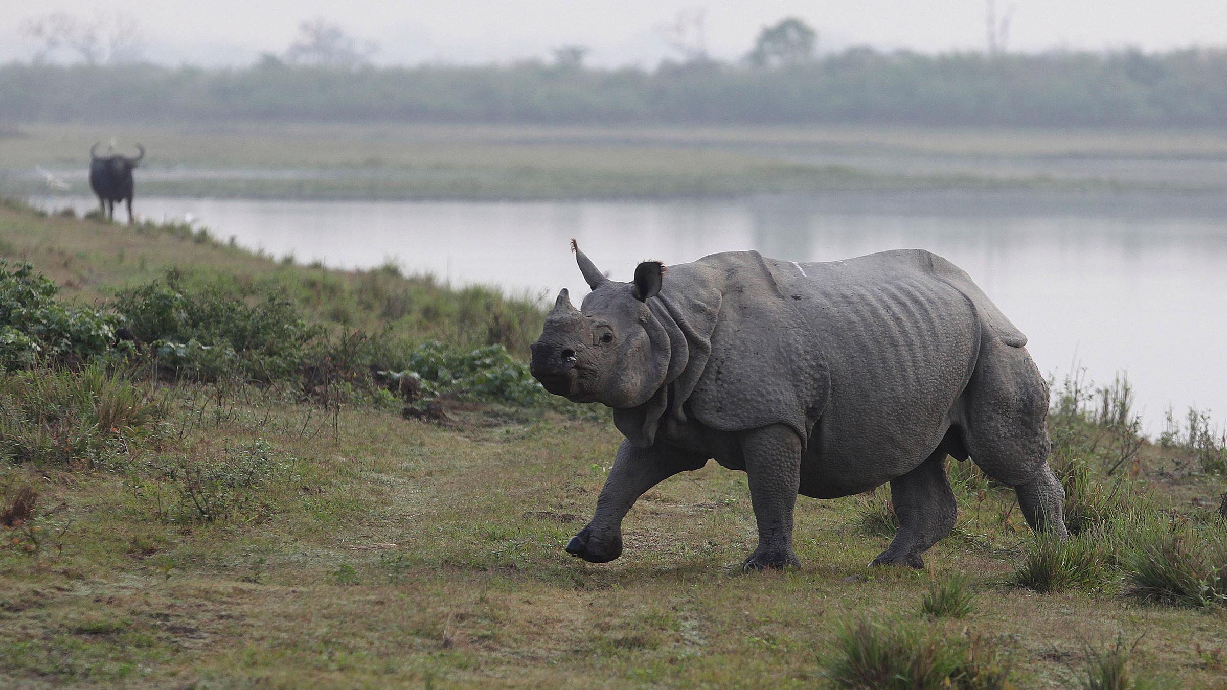 Nashorn in indischem Nationalpark Kaziranga am 24.3.2013