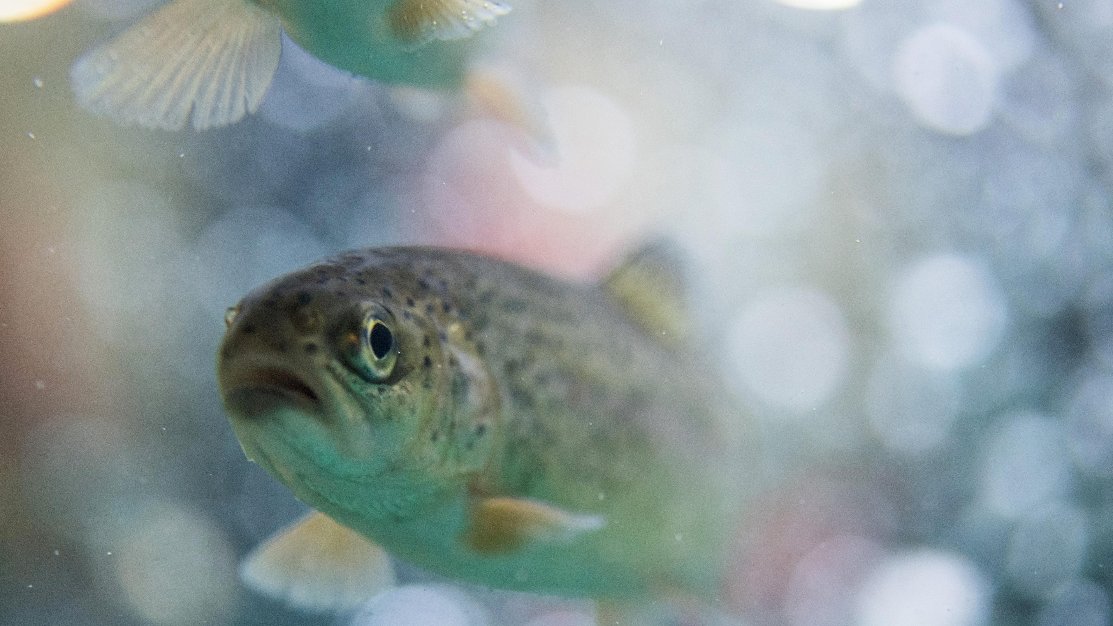 30.01.2017, nordrhein-westfalen, dortmund: forellen schwimmen beim presserundgang zur parallelmesse «jagd & hund» und «fisch & angel» in einem aquarium.