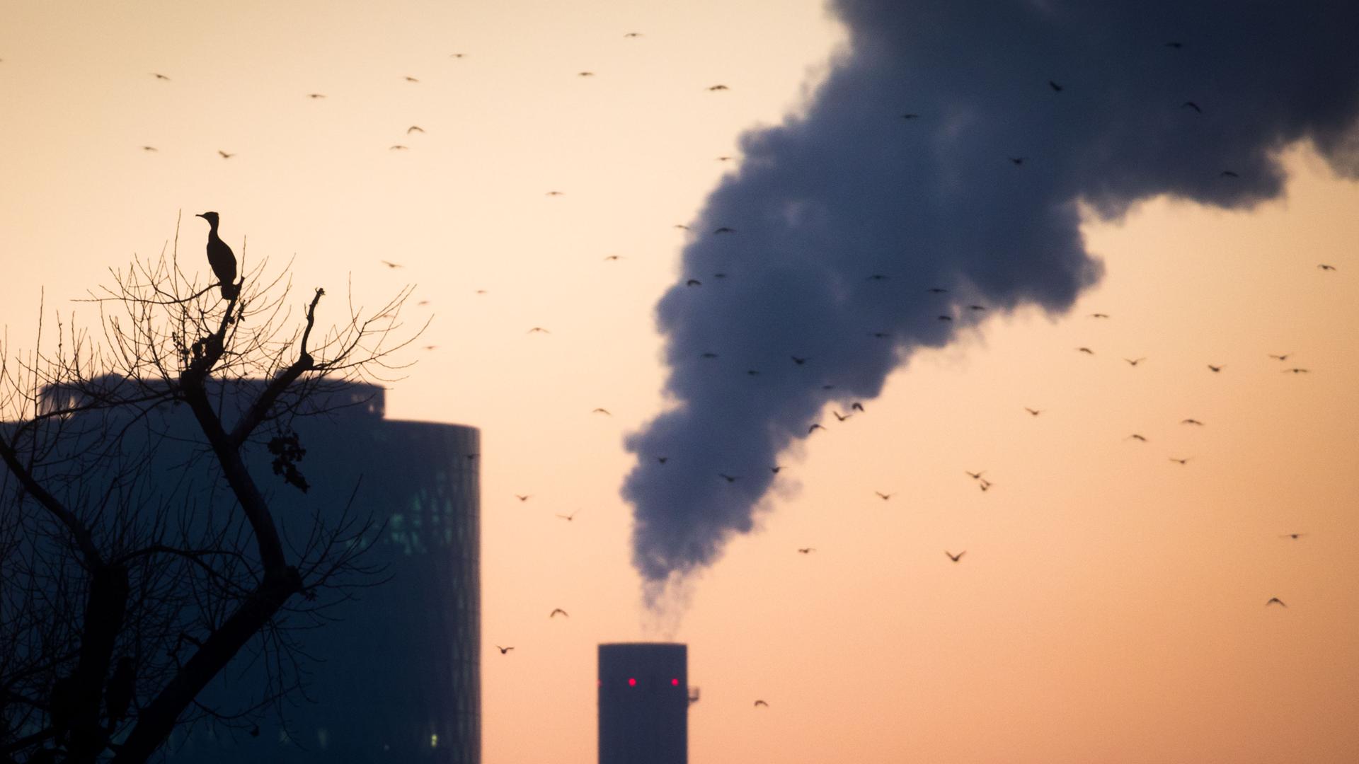 schornsteine eines kraftwerks hinter einem kormoran auf einem baum