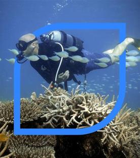 Ein Taucher im Meer ist umgeben von Korallen und Fischen