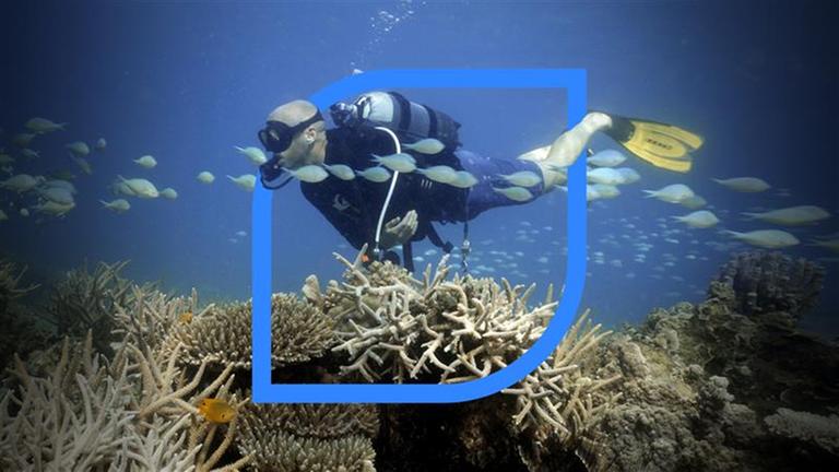 Ein Taucher im Meer ist umgeben von Korallen und Fischen