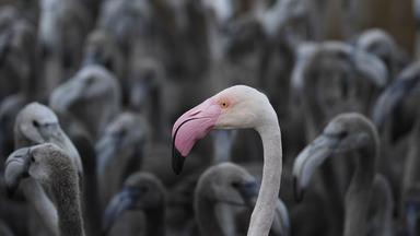 Flamingo Küken in einem Gehege, 05.08.2020, Frankreich