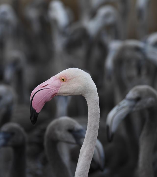 Flamingo Küken in einem Gehege, 05.08.2020, Frankreich