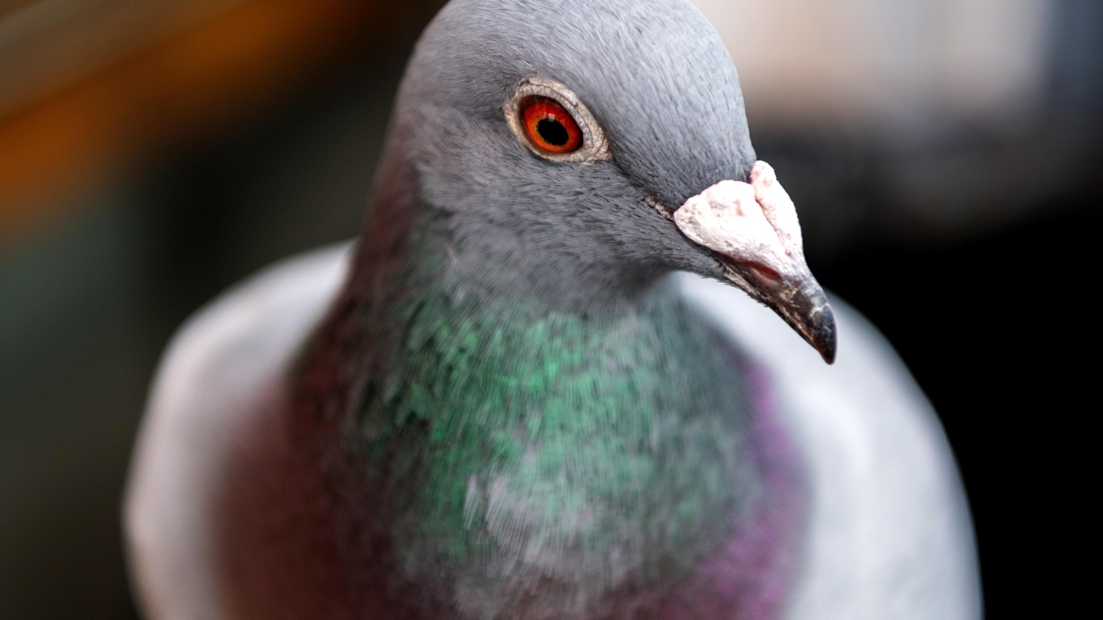 Brieftaube