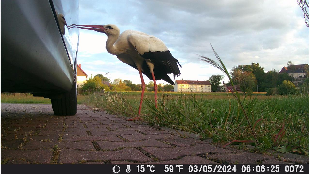 Storch im Livestream: Warum Nestcams Vogelfans so faszinieren