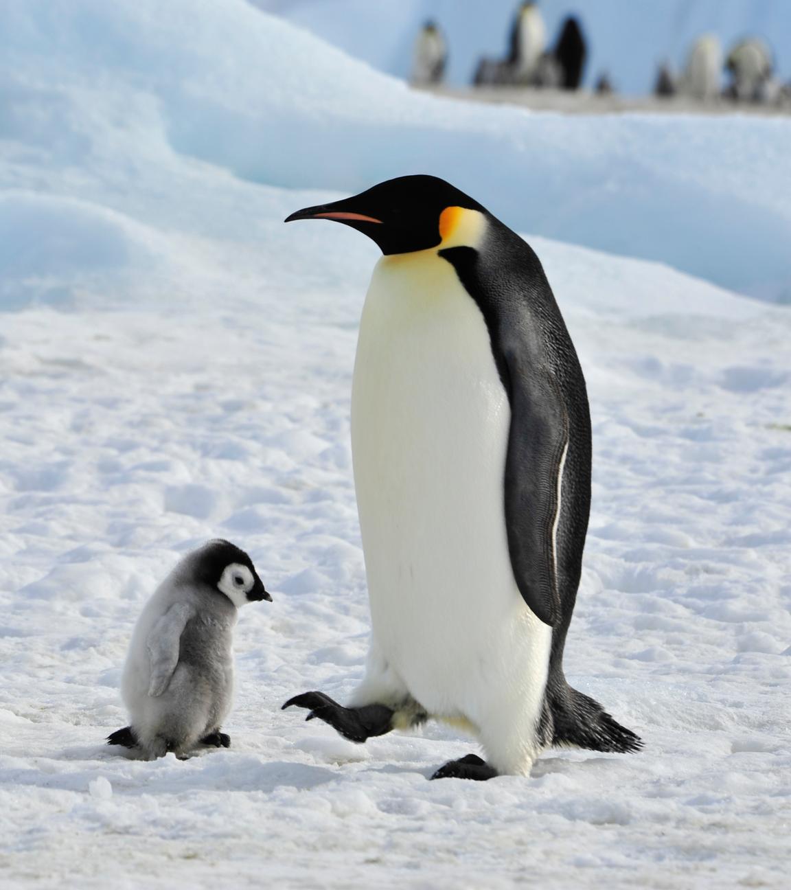 Kaiserpinguine mit ihrem Jungtier im Schnee