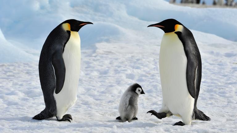 Kaiserpinguine mit ihrem Jungtier im Schnee