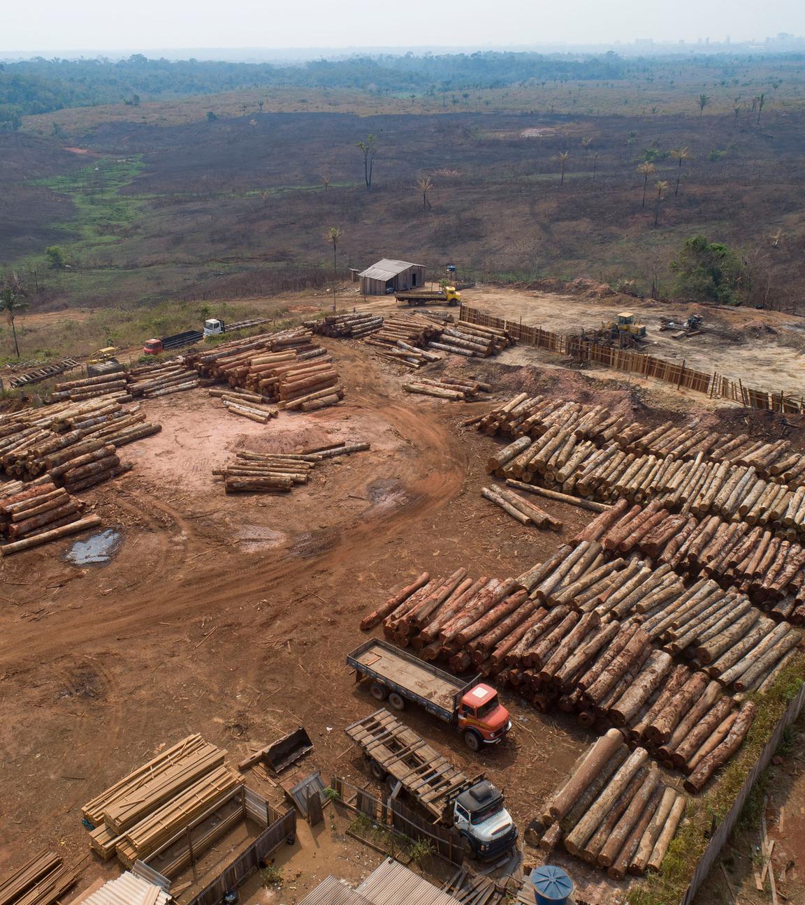 Brasilien, Porto Velho: Holzstämme werden in einem Sägewerk gestapelt, das von kürzlich verkohlten und abgeholzten Feldern umgeben ist. Trotz Beteuerungen der brasilianischen Regierung zum Schutz des Regenwaldes geht die Abholzung im brasilianischen Amazonasgebiet bisher in großem Maßstab weiter. 