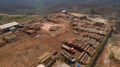 Brasilien, Porto Velho: Holzstämme werden in einem Sägewerk gestapelt, das von kürzlich verkohlten und abgeholzten Feldern umgeben ist. Trotz Beteuerungen der brasilianischen Regierung zum Schutz des Regenwaldes geht die Abholzung im brasilianischen Amazonasgebiet bisher in großem Maßstab weiter. 