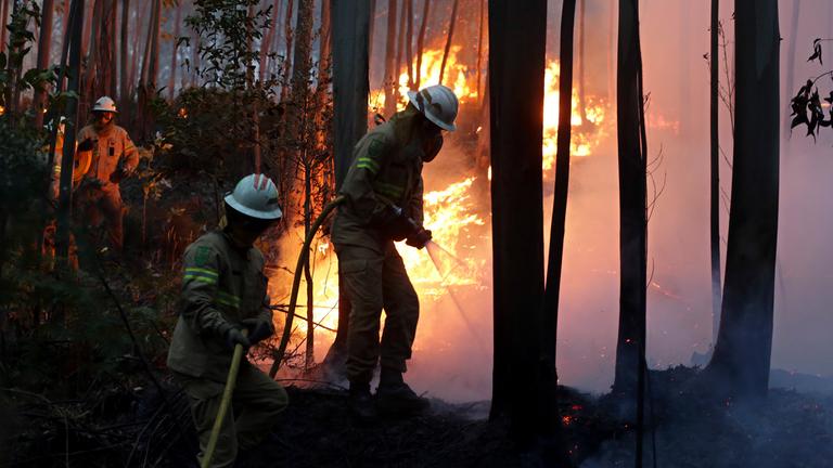 Feuerwehrmännder bekämpfen Waldbrand