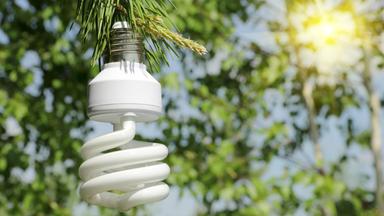 Energiesparlampe hängt an einem Ast