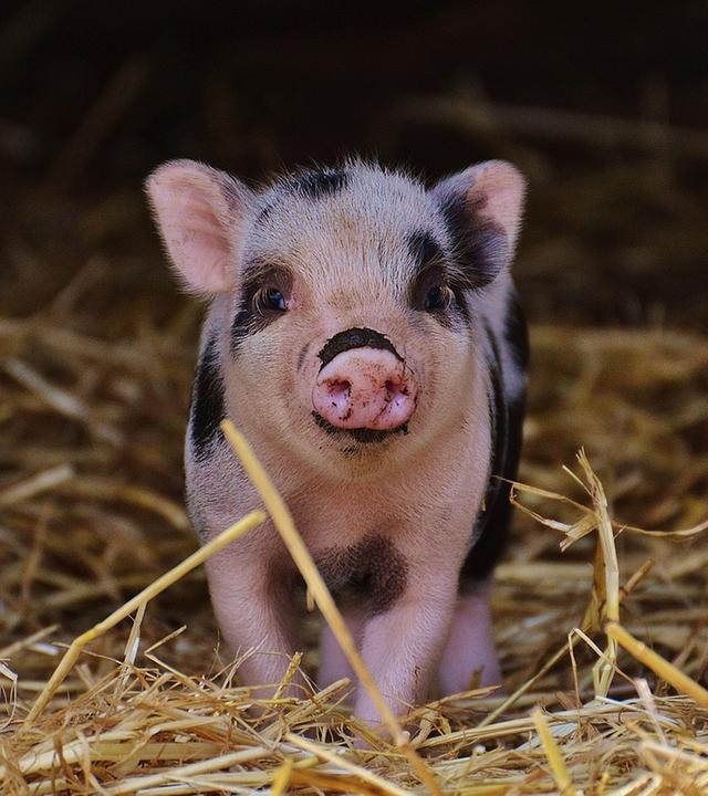 Junges Schwein in der Natur