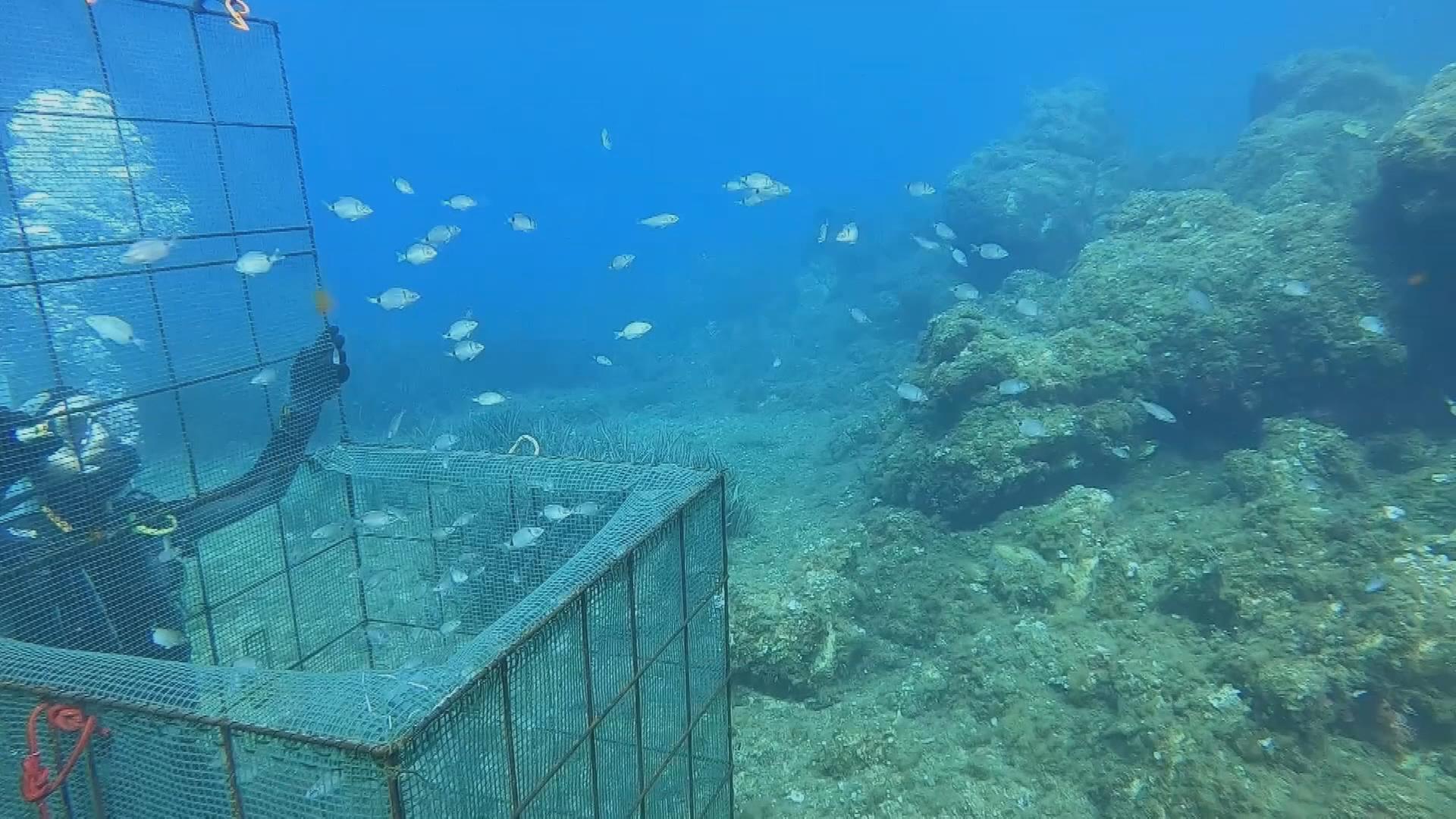 Fischkindergarten in Marseille, ein Taucher kümmert sich um kleine Babyfische