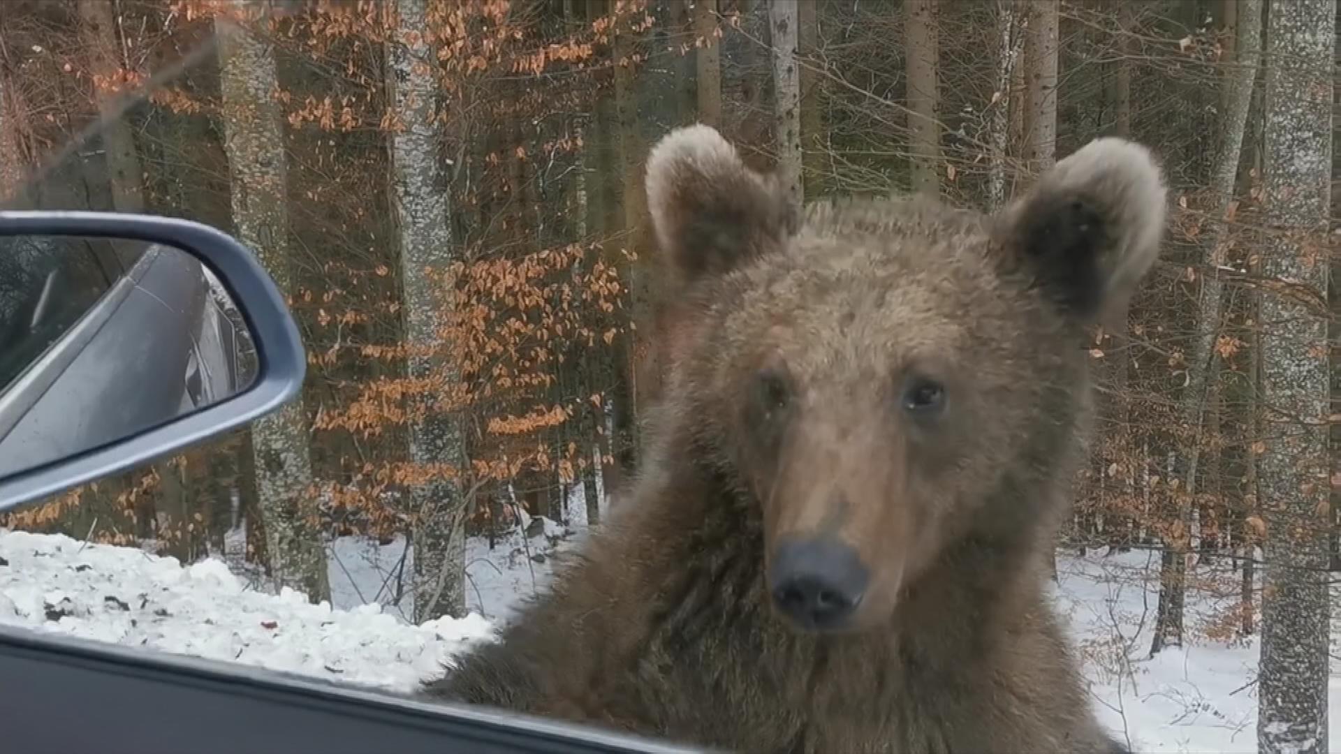 Ein Bär der vor einem Auto steht.