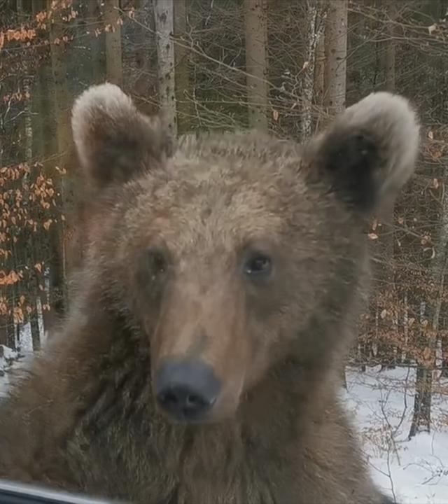 Ein Bär der vor einem Auto steht.