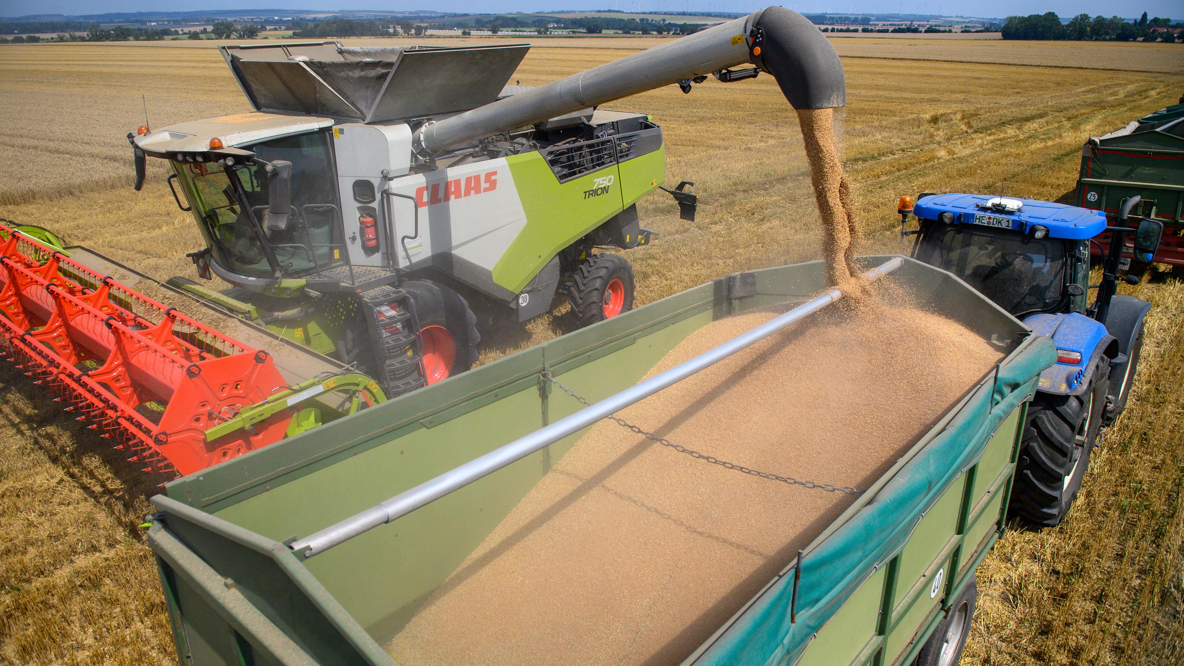 Ein Mähdrescher vom Landwirtschaftsbetrieb entlädt Weizen in den Hänger eines wartenden Traktors.