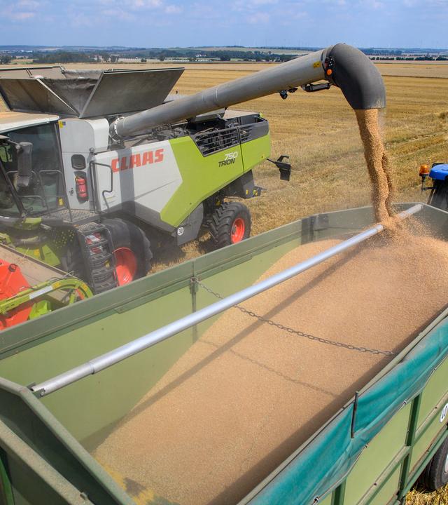Ein Mähdrescher vom Landwirtschaftsbetrieb entlädt Weizen in den Hänger eines wartenden Traktors.