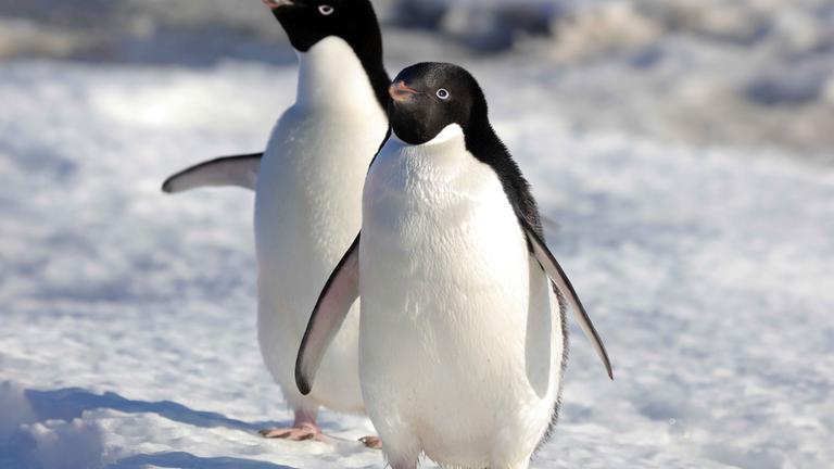 Pinguine in der Antarktis