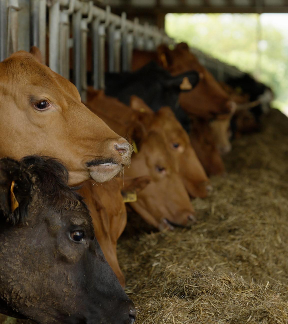 Kühe im Stall