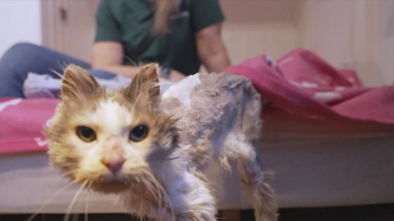 Abgemagerter und geschorener Kater