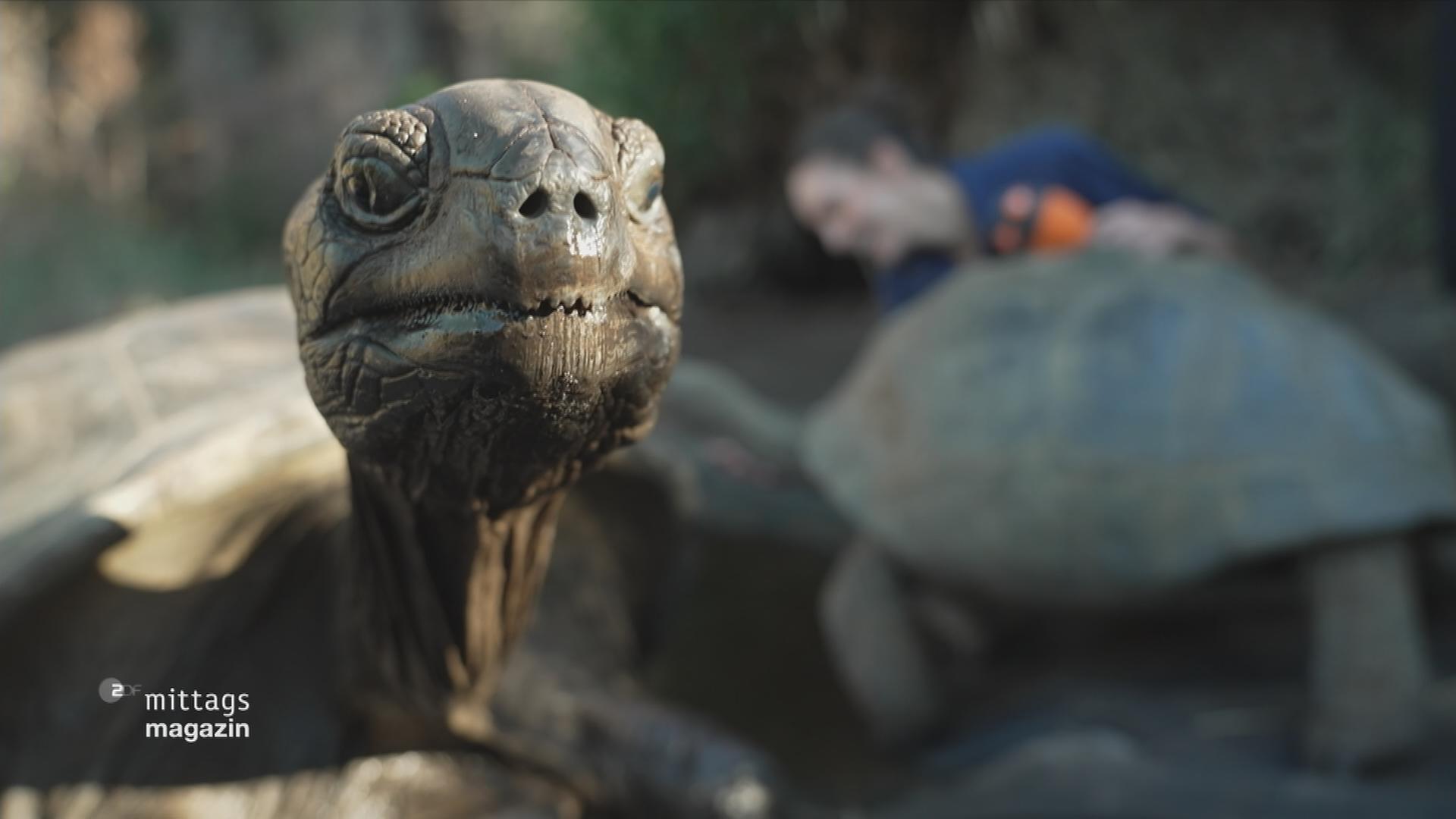 Kopf einer Aldabra-Riesenschildkröte