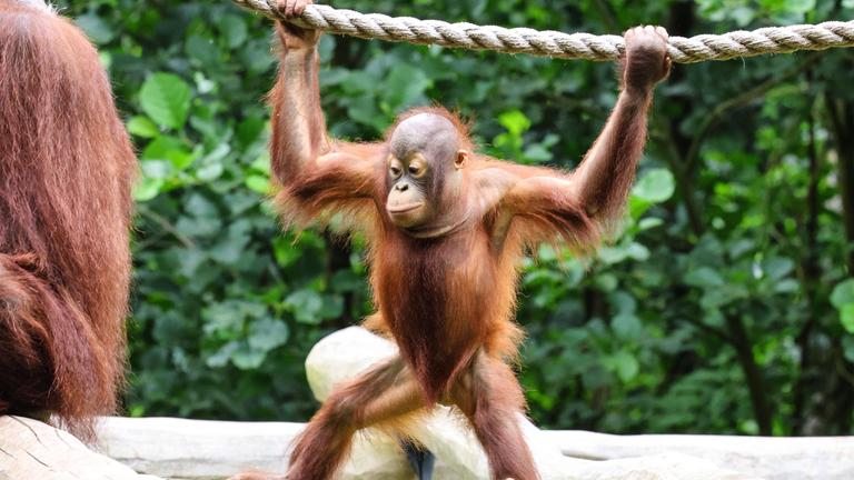 Ein Orang Utan hangelt sich spielend an einem Seil entlang.