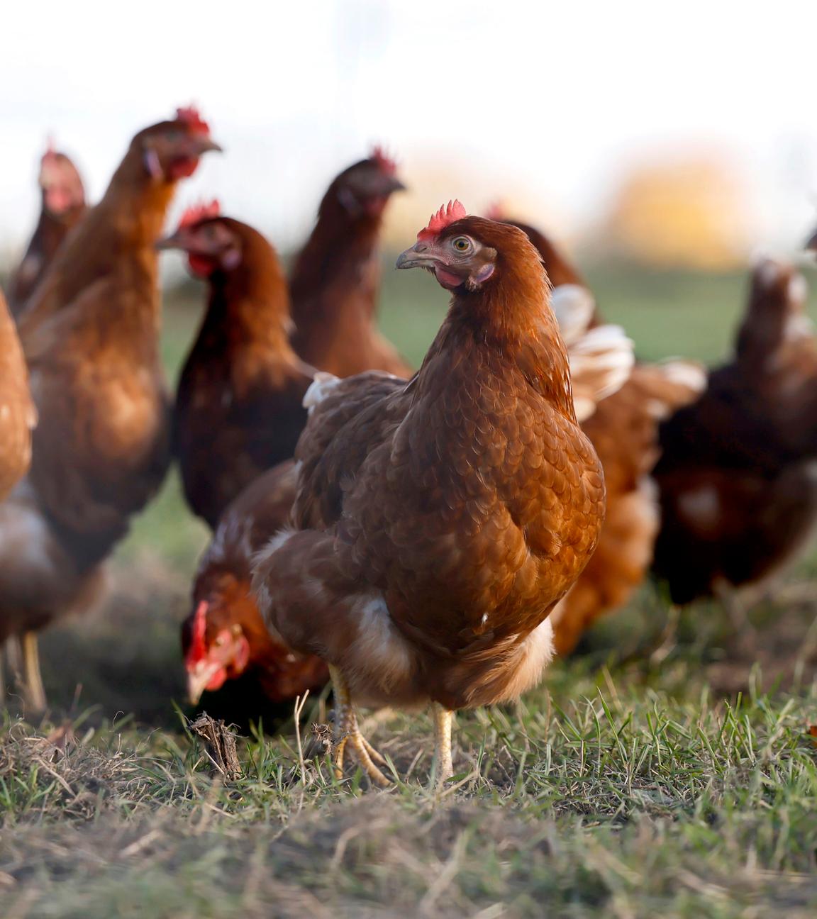 Freilaufende Huehner in einem Gehege fuer Freilandhaltung bei Koeln.