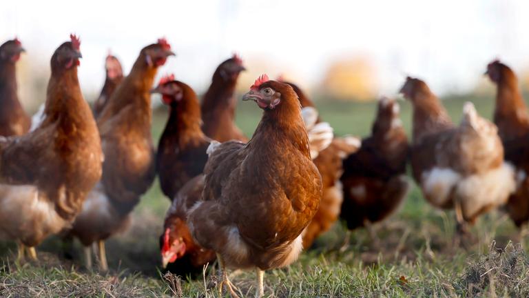 Freilaufende Huehner in einem Gehege fuer Freilandhaltung bei Koeln.