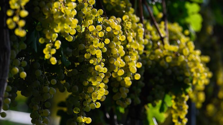 Sachsen-Anhalt, Zscheiplitz: Wein reift in einem Weinberg bei Freyburg. Mit der Ernte für den spritzig-süßen Federweißen hat in der Weinanbauregion an Saale und Unstrut die Weinlese begonnen.