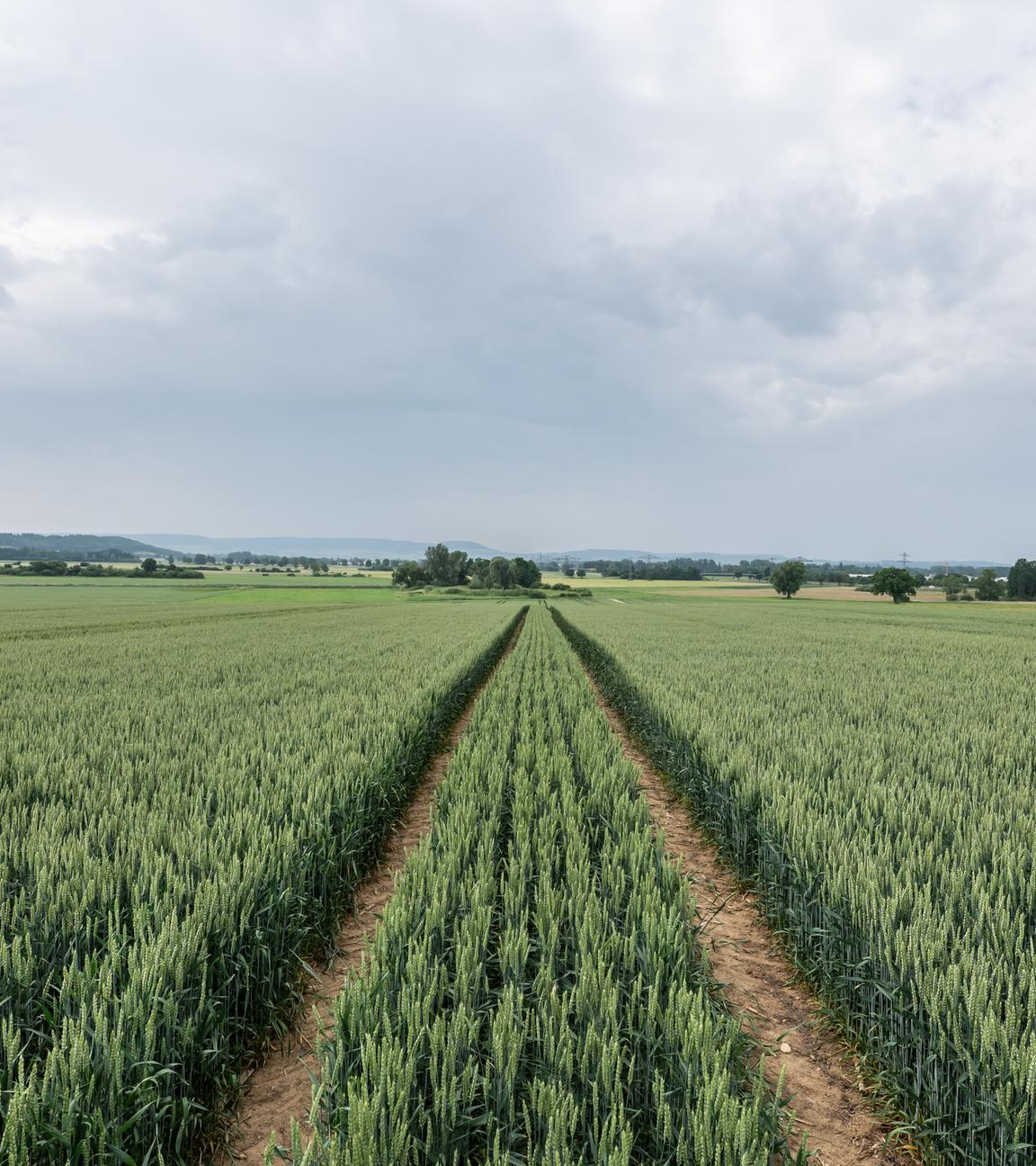 15.06.2025, Baden-Württemberg, Donaueschingen: Wolken ziehen über ein Weizenfeld im Schwarzwald-Baar-Kreis.