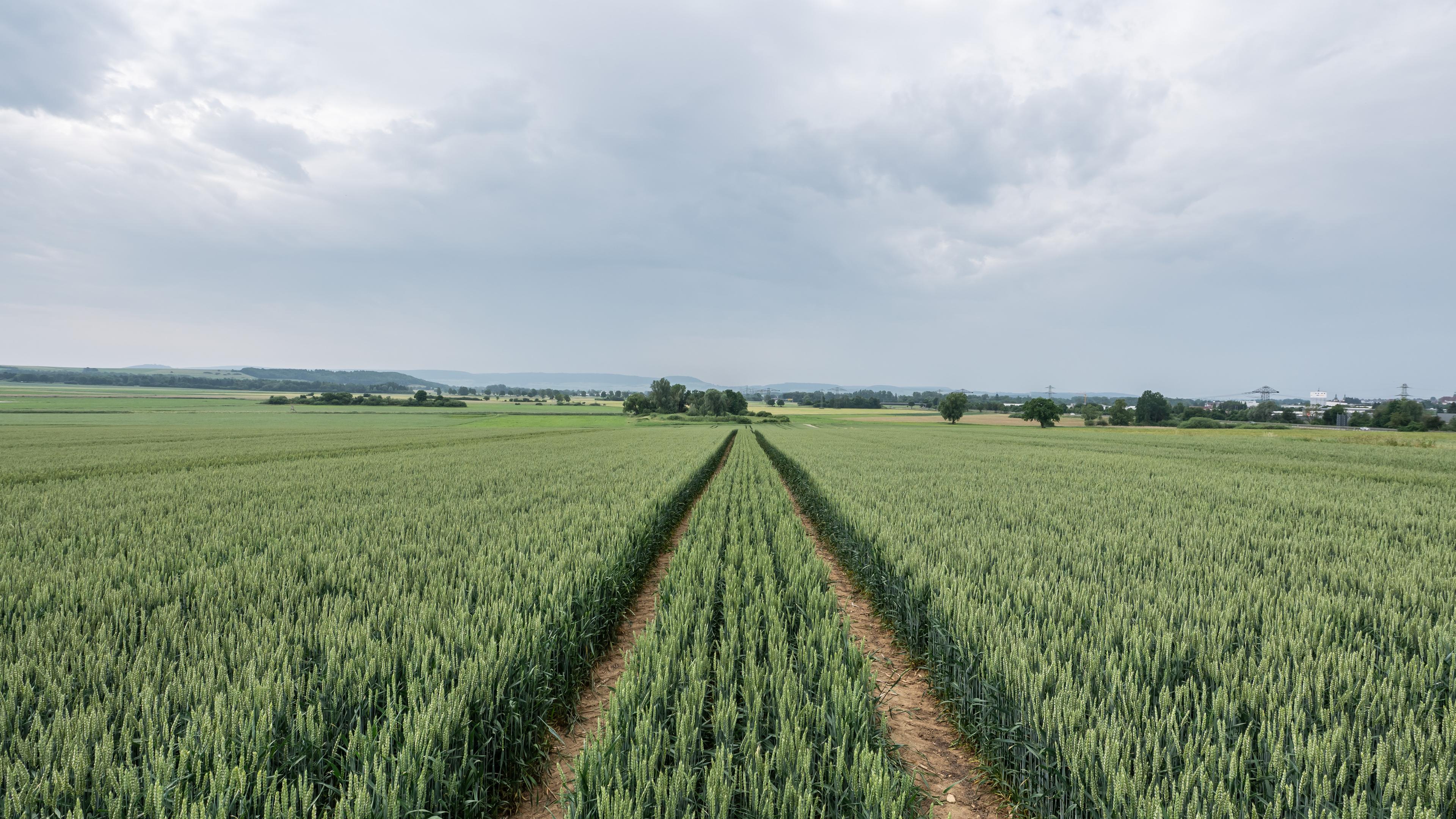 15.06.2025, Baden-Württemberg, Donaueschingen: Wolken ziehen über ein Weizenfeld im Schwarzwald-Baar-Kreis.