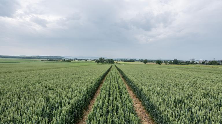 15.06.2025, Baden-Württemberg, Donaueschingen: Wolken ziehen über ein Weizenfeld im Schwarzwald-Baar-Kreis.