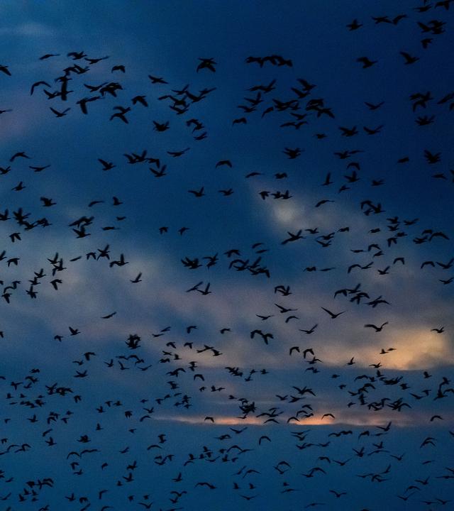 Klimawandel ändert Vogelzug