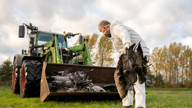 Ein Helfer sammelt einen toten Kranich auf und wirft ihn in eine Traktorschaufel.