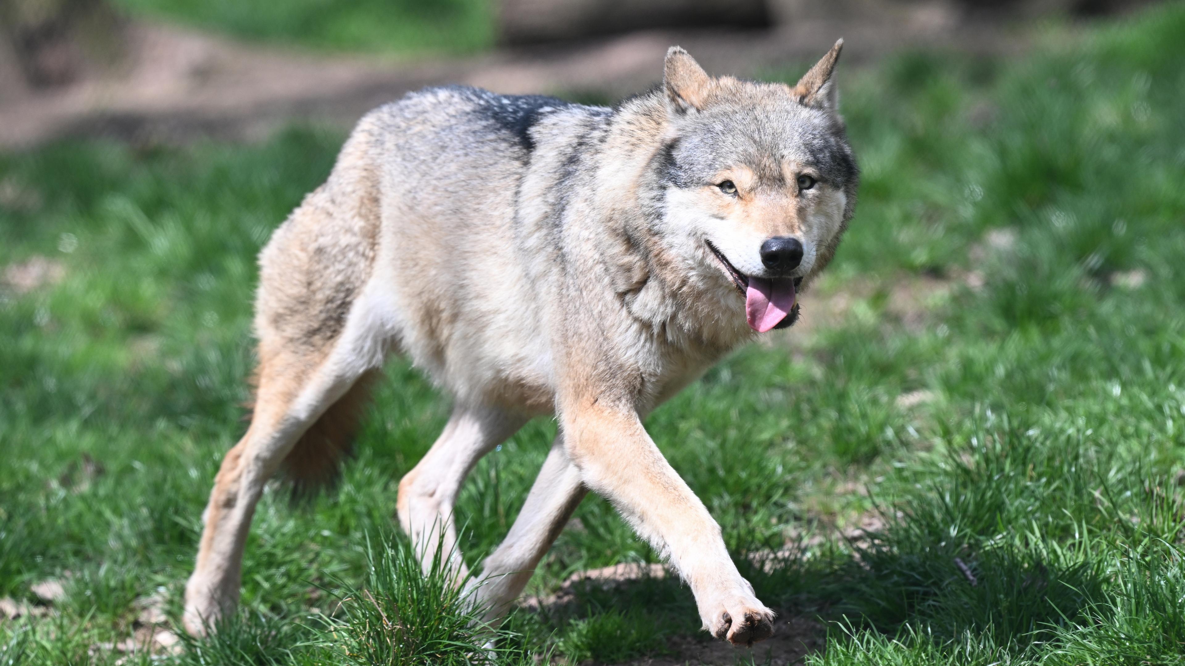 Ein Wolf läuft im Tierpark Wildparadies Tripsdrill durch sein Gehege