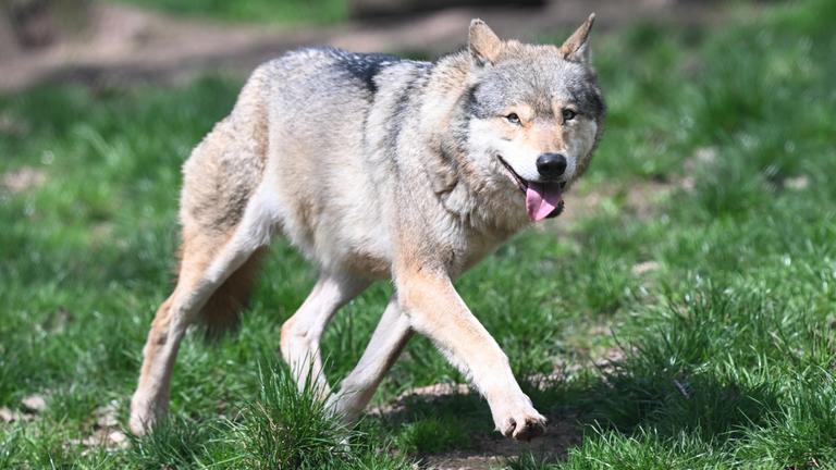 Ein Wolf läuft im Tierpark Wildparadies Tripsdrill durch sein Gehege