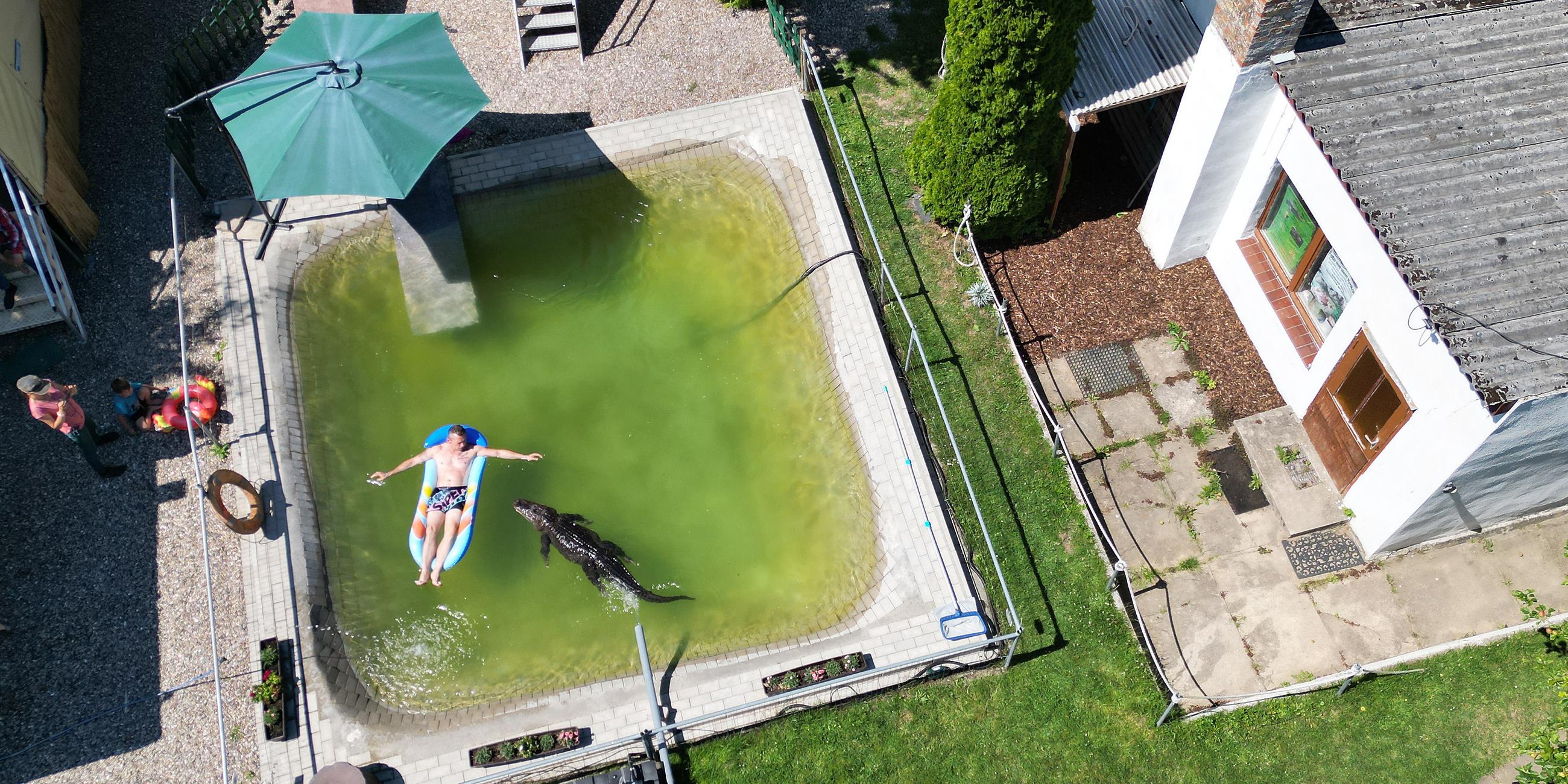 Alligator im Pool
