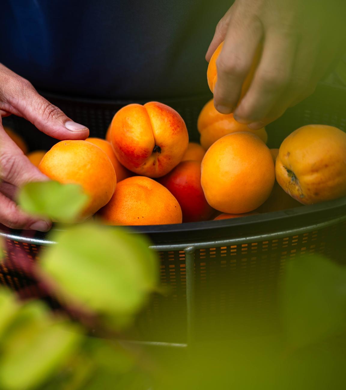 Die Obstbauer in Deutschland spüren den Klimawandel und züchten mehr und mehr südländische Früchte.